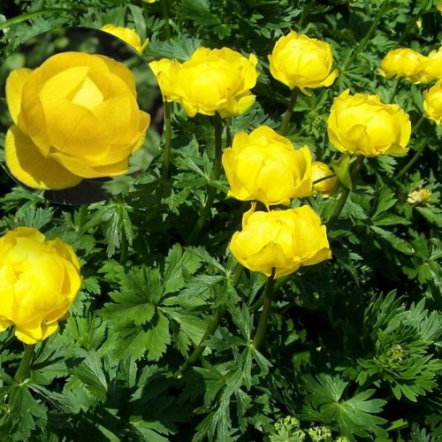 Trollius 'Lemon Supreme' - Kullerkupp 'Lemon Supreme' P9/0,55L